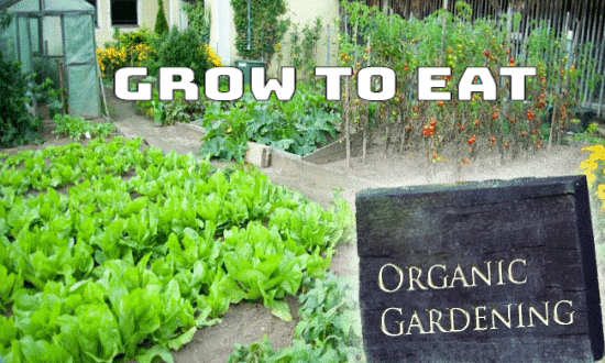 Organic Gardening: Grow to Eat
