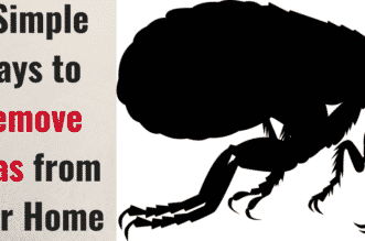 4 Simple Ways to Remove Fleas from Your Home