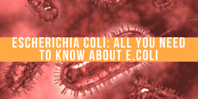 Escherichia Coli All you need to know about E.Coli